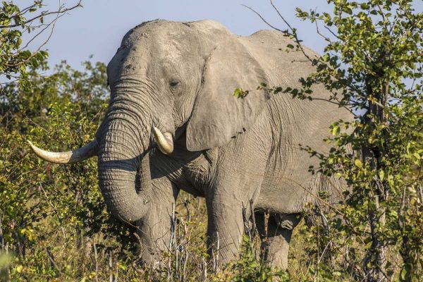 Botswana, Savute Game Reserve Elephant eating